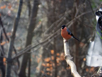 Close-up of bird perching on branch