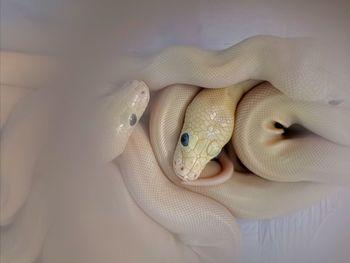 Close-up of hand holding ring