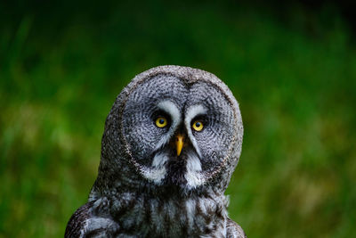 Close-up portrait of owl