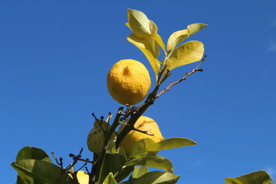 Low angle view of plant against blue sky