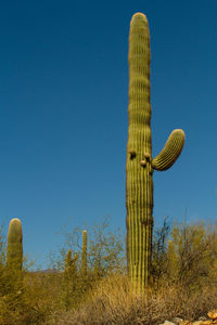 Low angle view of cactus plant on field against clear blue sky