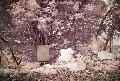 View of cherry blossom trees in forest