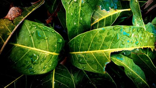 Close-up of raindrops on leaves