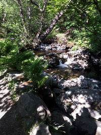 Stream flowing through rocks in forest