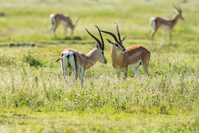 Gazelles standing on grassy field