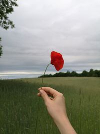 Cropped hand holding red poppy flower on field