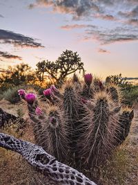 Close-up of succulent plant on field against sky during sunset