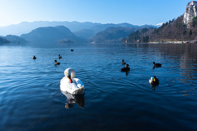 Swans swimming in lake