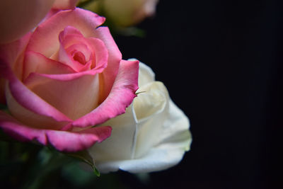 Close-up of pink rose