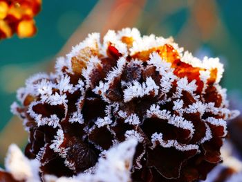 Close-up of snow on plant