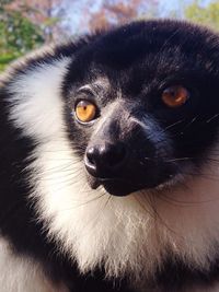 Close-up portrait of dog