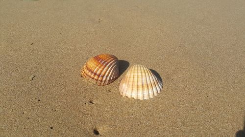 Close-up of seashells on beach
