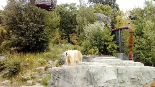 Cat standing on rock against trees at zoo