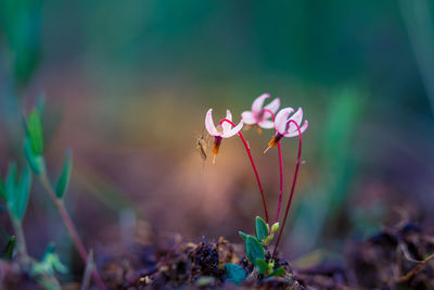 Close-up of pink flowering plant on field