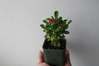 Close-up of hand holding small potted plant against wall