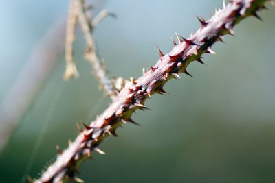 Close-up of insect on plant