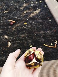 Close-up of hand holding fruits