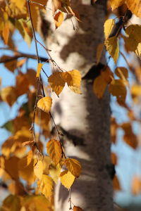 Close-up of yellow leaves on plant during autumn