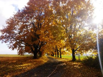 Road passing through forest