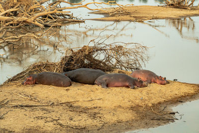 Close-up of a group of hippos