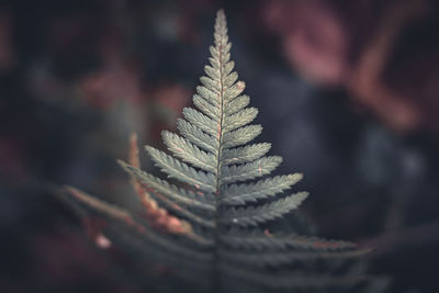 Close-up of pine tree