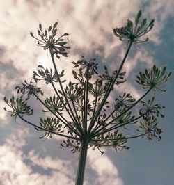 Close-up of palm tree against sky