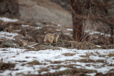 View of an animal on snow covered land