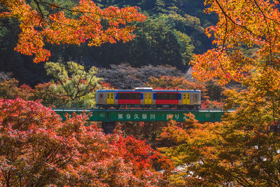 View of train and trees in forest
