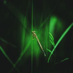 Close-up of insect on plant