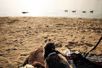 View of dog sitting on beach