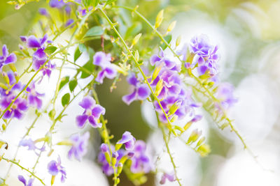 Close-up of purple flowering plants