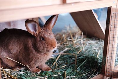 Close-up of rabbit on grass