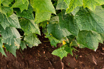 Close-up of grapes growing in vineyard