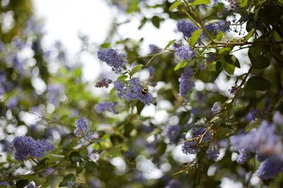 Close-up of bee pollinating on purple flowers