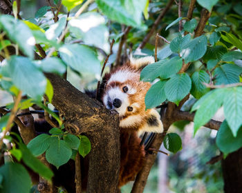 Portrait of red panda on tree