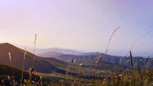 Scenic view of field against clear sky