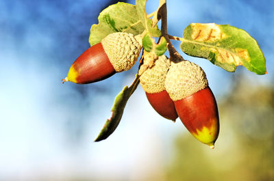 Close-up of acorns on tree