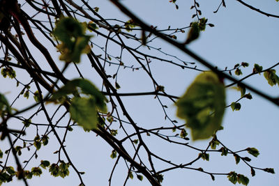 Low angle view of flowering plant against clear sky