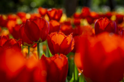 Close-up of red tulips on field