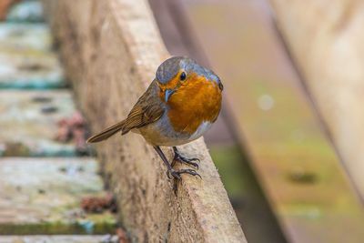 Close-up of robin perching on wooden railing