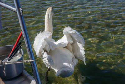 High angle view of white swan in lake