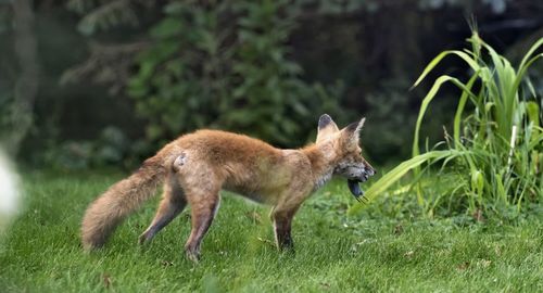 Side view of an animal on land