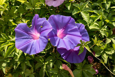 Close-up of purple flowering plant