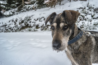 Portrait of dog in snow