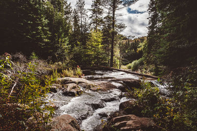 Scenic view of waterfall in forest