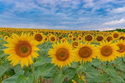 Close-up of sunflower field against sky