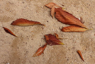 High angle view of dry leaves on land