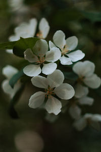 Close-up of white cherry blossom