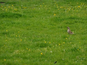 View of bird on grass