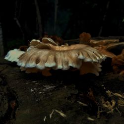 Close-up of mushrooms